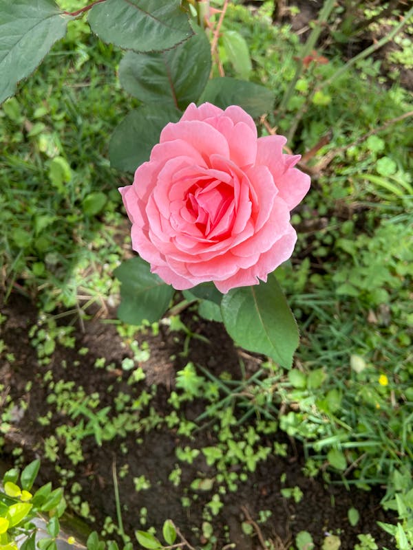 Noorani Qaida